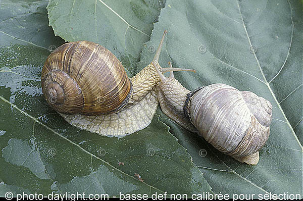 escargot, snail